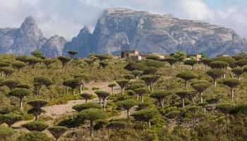 اليمن: كورونا في سقطرى للمرة الاولى منذ بدء الجائحة