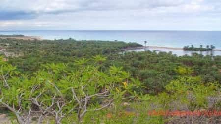 اليمن: سقطرى تكافح نبات السيسبان بحملة مجتمعية