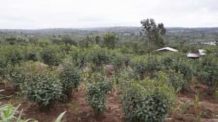 اليمن: قرار بمنع دخول القات إلى سقطرى