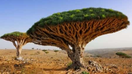 اليمن: فتح باب الانضمام لبرنامج المفاوضين الشباب بشأن المناخ