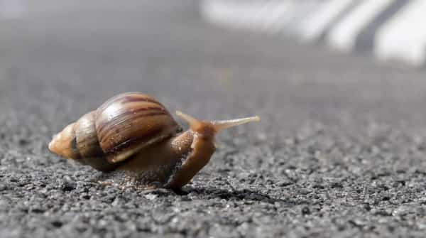 منوعات: علماء يعثرون على حلزون متحجر عمره 99 مليون سنة