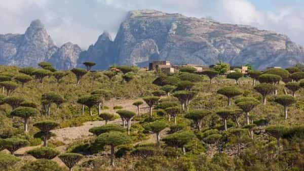 اليمن: كورونا في سقطرى للمرة الاولى منذ بدء الجائحة