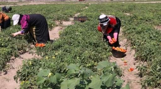 اليمن: "الفاو" تستهدف جمع 50 مليون دولار لمواجهة انعدام الأمن الغذائي هذا العام