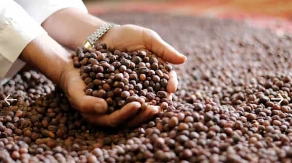 اليمن: من أجل المرونة المناخية والأمن البشري في البلد المهدد بانعدام الامن الغذائي