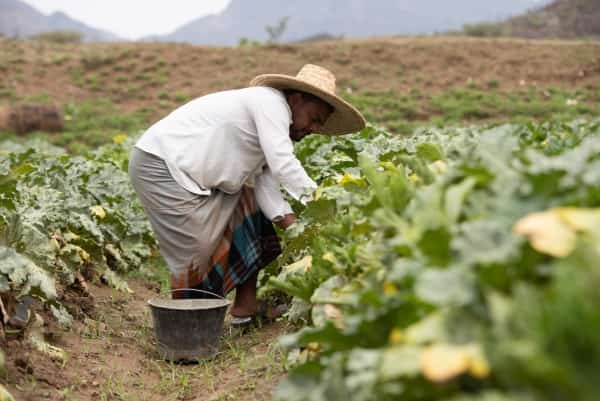 طقس: نصائح للمزارعين لحماية محاصيلهم الزراعية من موجة البرد القارسة