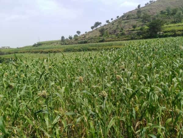 اليمن: الحرب تعزز العلاقة بالاراضي الزراعية