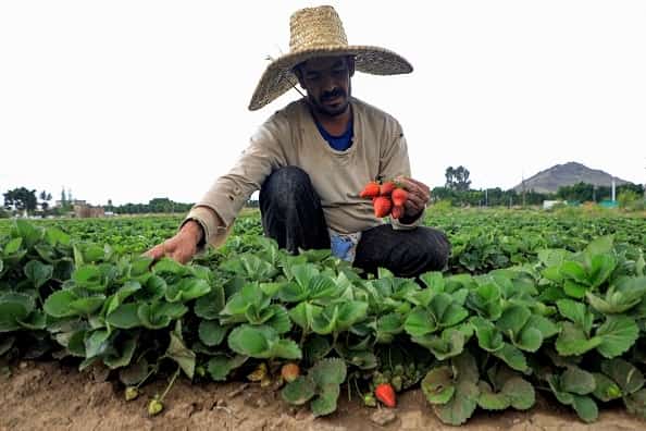 اقتصاد: أزمة الغذاء تعزز الخطط الزراعية في اليمن