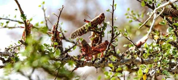 اليمن: "الفاو" تتوقع حدوث تكاثر للجراد الصحراوي في المناطق الداخلية خلال الأيام القادمة