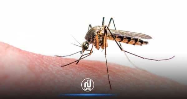صحة: متى تكون لدغة البعوض خطيرة؟