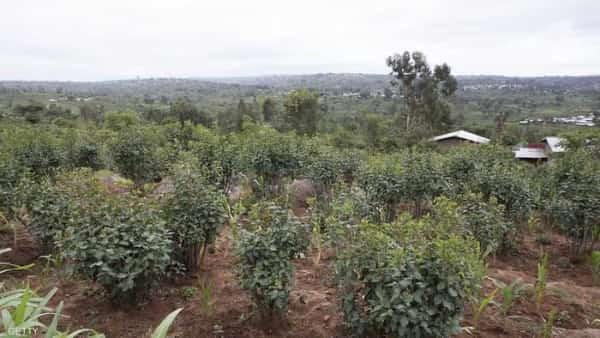 اليمن: قرار بمنع دخول القات إلى سقطرى