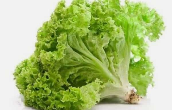 صحة: لمرضى السكري.. "فوائد مذهلة" للخس لا يمكن تخيلها