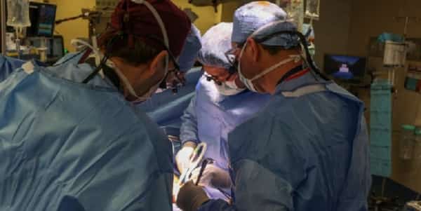 منوعات: وفاة أول مريض يخضع لزراعة كلية خنزير معدل وراثيا