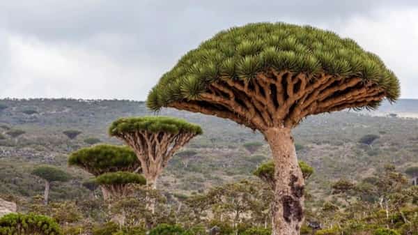 اليمن: مسؤول يمني يحذر من إدراج جزيرة سقطرى بقائمة المواقع المهددة بالخطر