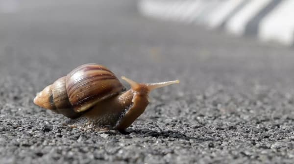 علماء يعثرون على حلزون متحجر عمره 99 مليون سنة