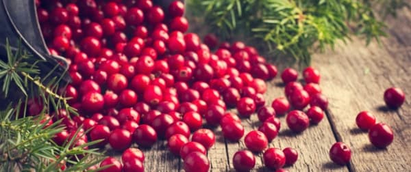 كيف يمكن أن يحسن التوت البري الذاكرة ويعزز وظائف الدماغ ويمنع الخرف؟