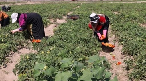 "الفاو" تستهدف جمع 50 مليون دولار لمواجهة انعدام الأمن الغذائي هذا العام