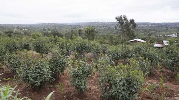 قرار بمنع دخول القات إلى سقطرى