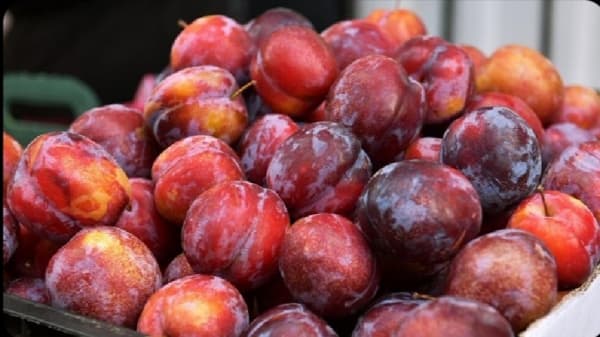 فوائد فاكهة البرقوق وأضرارها