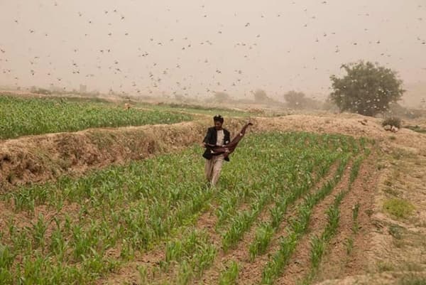 "الفاو" تحذر من تكاثر الجراد الصحراوي في المناطق الداخلية خلال الأسابيع المقبلة