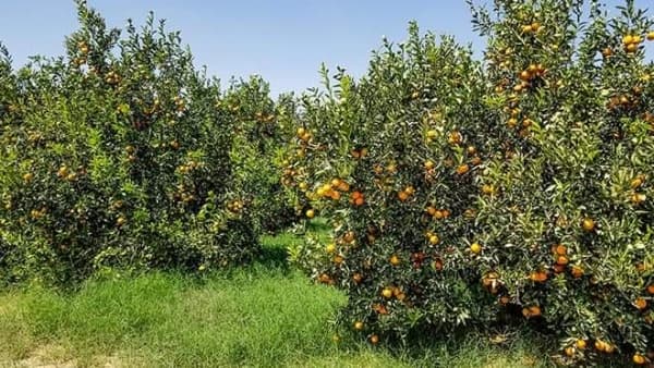 البرتقال المأربي يفرض جودته وسط الحرب والانهيار الاقتصادي