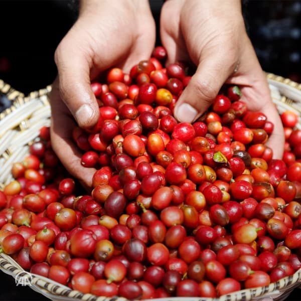 ثورة بن".. مهرجان القهوة اليمنية في زمن الحرب