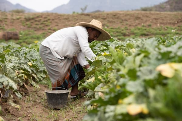 نصائح للمزارعين لحماية محاصيلهم الزراعية من موجة البرد القارسة