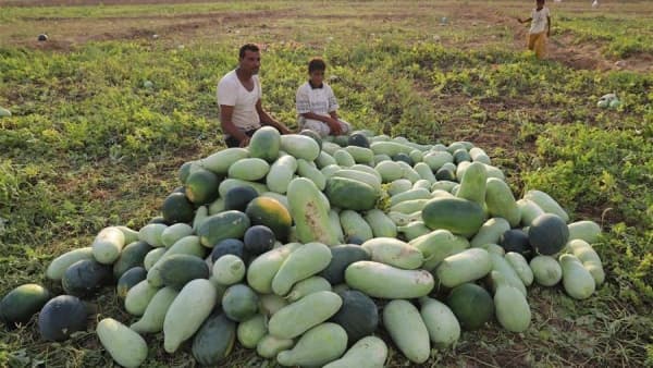 الصراع وأزمات المناخ تدفع بالمزارعين إلى نقطة الانهيار