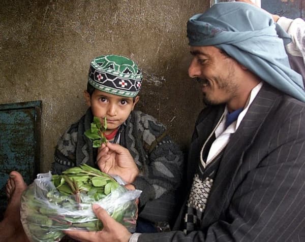 القات.. نبتة الشيطان في اليمن