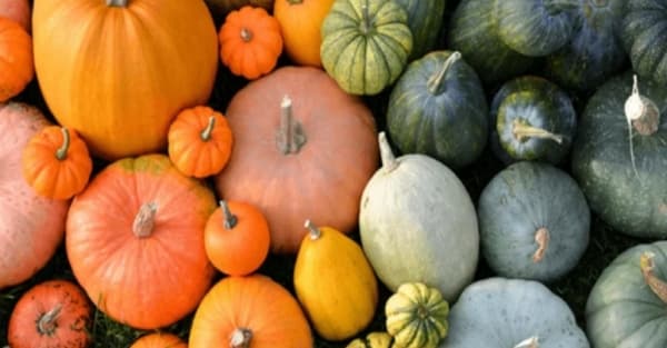 5 فوائد أساسية للقرع