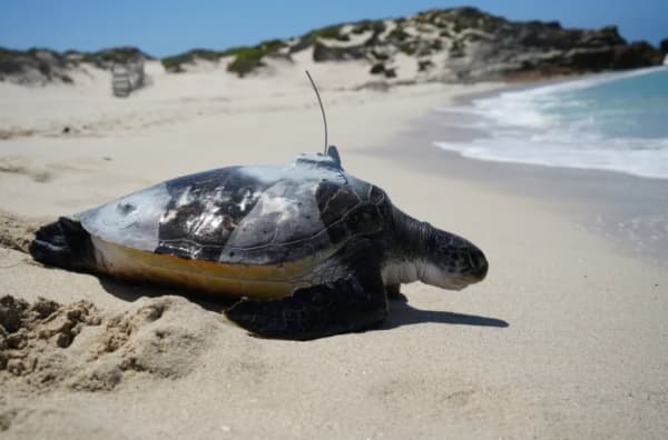 السلحفاة البحرية "بهيني" تزور اليمن وجيبوتي بعد 18 الف كيلومتر