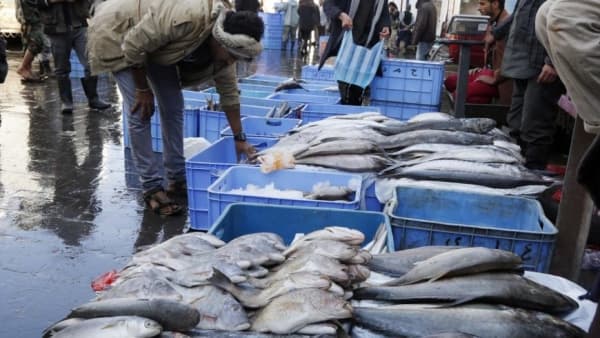 السعودية تحظر استيراد الأسماك اليمنية بسبب مخاوف صحية